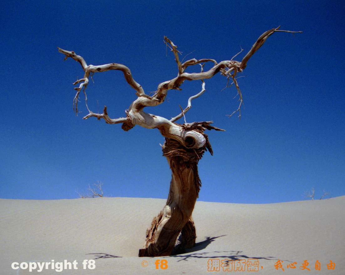 鹿角枯怪树