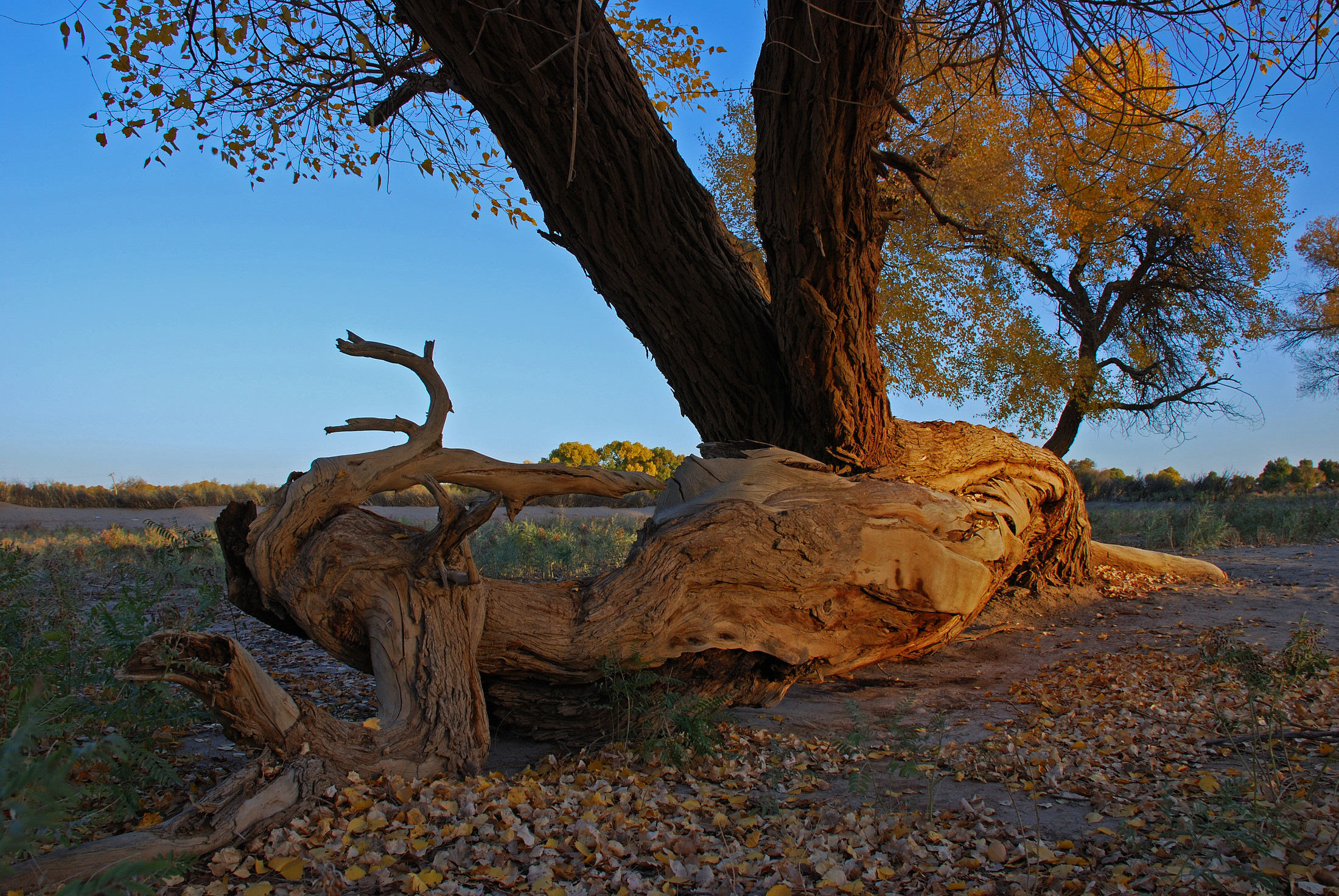 老树与横木