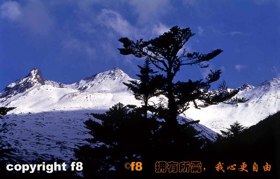 雪山奇松